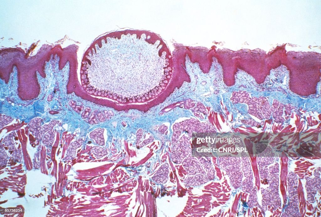 Tongue surface