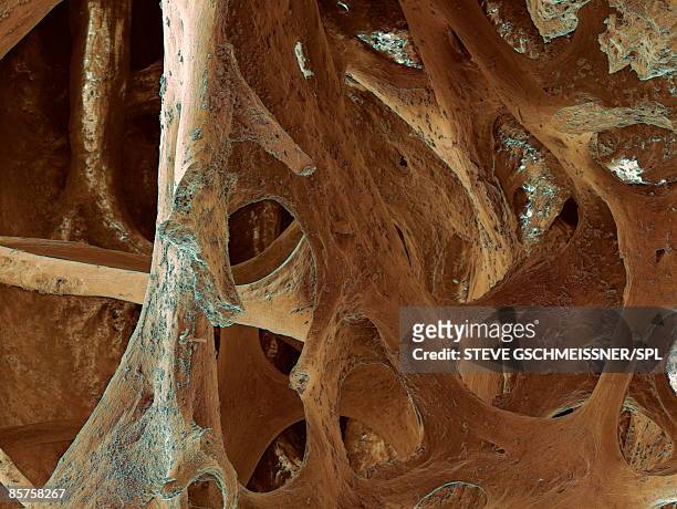 interior of bone from bird, scanning electron micrograph (sem) - spongy bone stock pictures, royalty-free photos & images