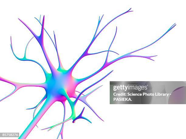 ilustraciones, imágenes clip art, dibujos animados e iconos de stock de nerve cell. computer artwork of a nerve cell or neuron - neurons