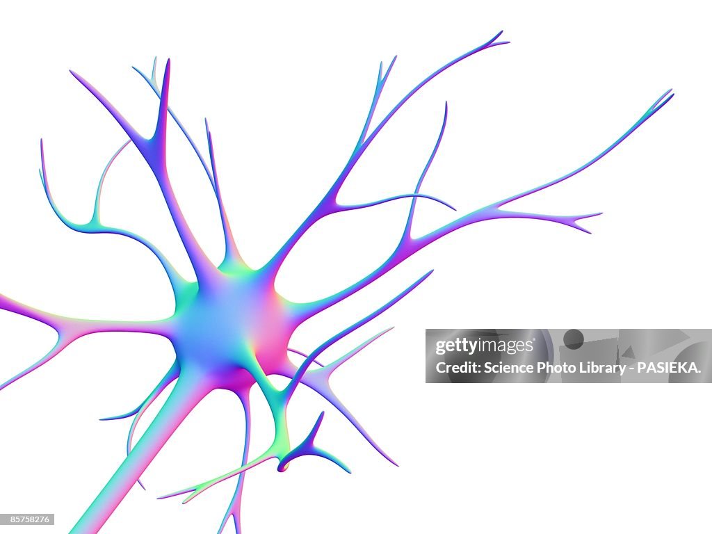 Nerve cell. Computer artwork of a nerve cell or neuron
