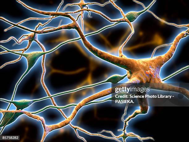computer artwork of nerve cells, or neurons (brown), and glial (support) cells (green) - neuron schema stock illustrations