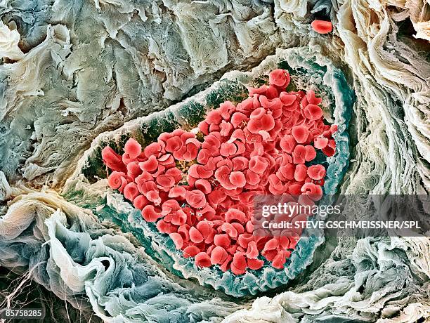 scanning electron micrograph (sem) of red blood cell - human blood stock pictures, royalty-free photos & images