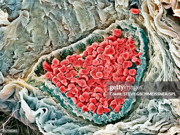 scanning electron micrograph (sem) of red blood cell - microscopia eletrônica de varredura - fotografias e filmes do acervo