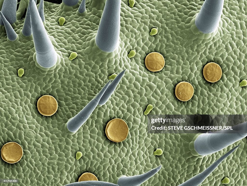 Marjoram leaf surface, scanning electron microscope (SEM)