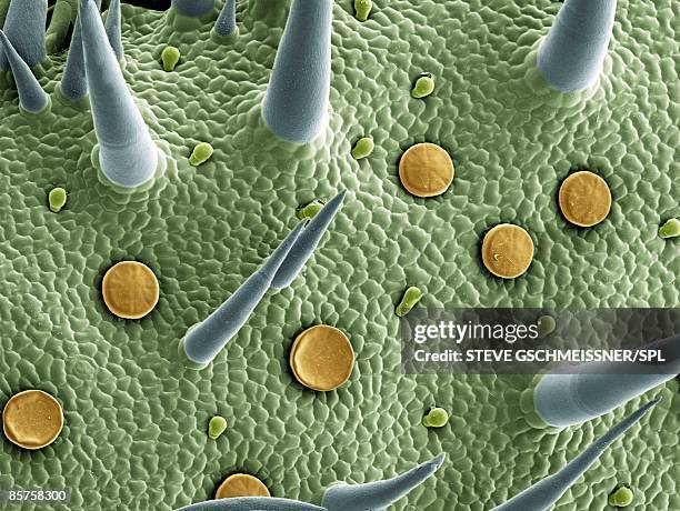 marjoram leaf surface, scanning electron microscope (sem) - trichome stock pictures, royalty-free photos & images