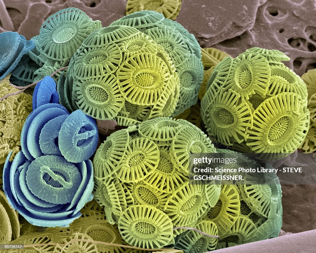 Calcareous phytoplankton