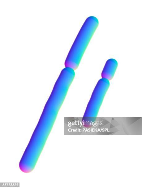 x and y chromosomes - y chromosome stock illustrations