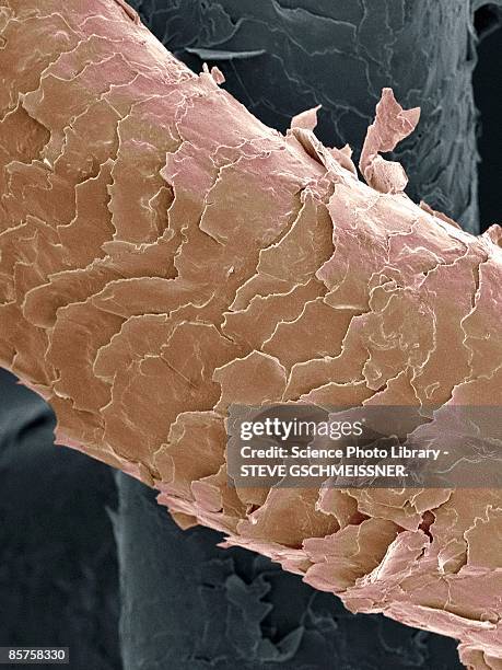 human hair, colored scanning electron microscope (sem) - vue au microscope électronique à balayage en réflexion photos et images de collection