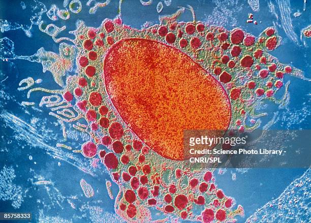 scanning electron micrograph (sem) of white blood cell - immunologie stock-fotos und bilder