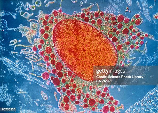 scanning electron micrograph (sem) of white blood cell - bloedcel stockfoto's en -beelden