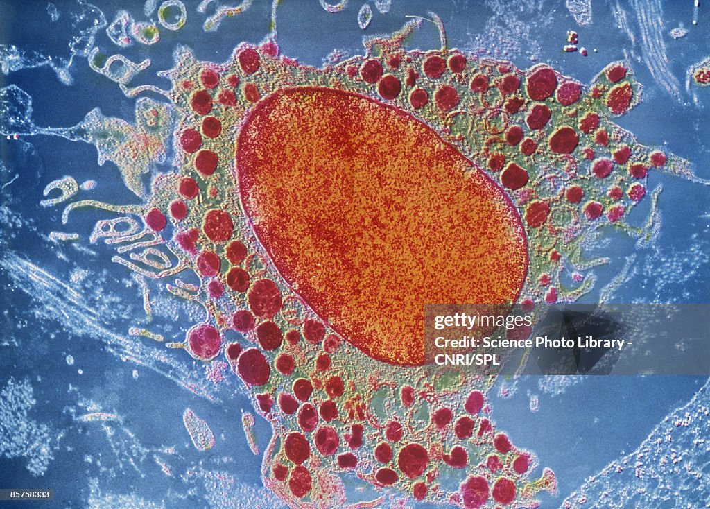 Scanning electron micrograph (SEM) of white blood cell