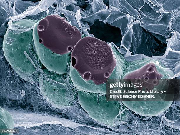 fat (adipose) tissue, scanning electron microscope (sem) - aggregation stage stock pictures, royalty-free photos & images