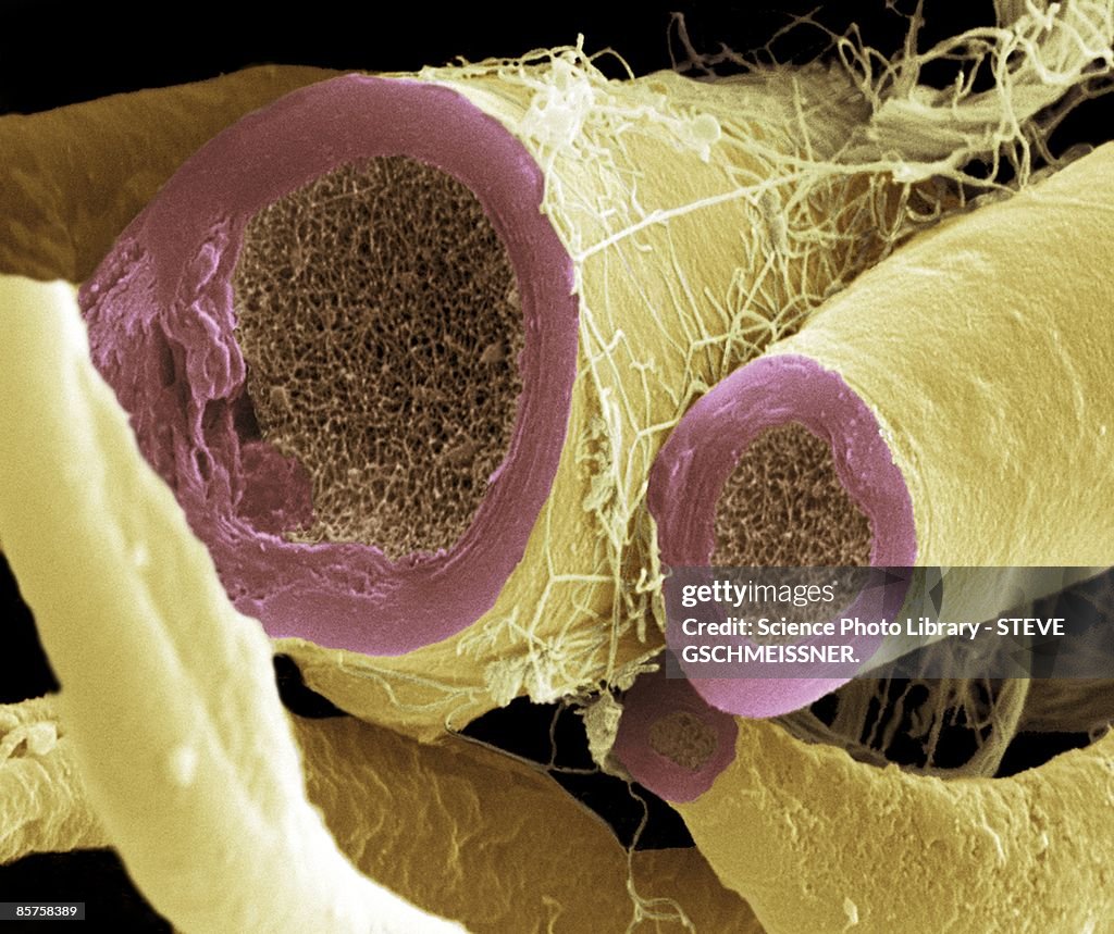 Myelinated nerve fiber