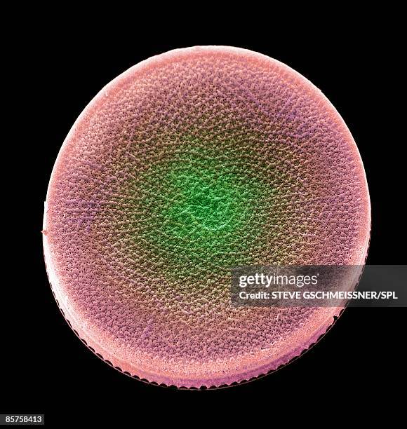 colored scanning electron micrograph(sem) - diatom stock pictures, royalty-free photos & images