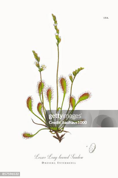 lesser long-leaved sundew, drosera intermedia, victorian botanical illustration, 1863 - sundew stock illustrations