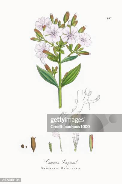 common soapwort, saponaria officinalis, victorian botanical illustration, 1863 - ragwort stock illustrations