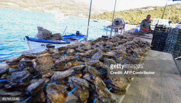 Picture taken on September 25 shows a shellfish farmer, Pero Brbora, sorting his catch near the town of Ston on the Peljesac Peninsula, southern...