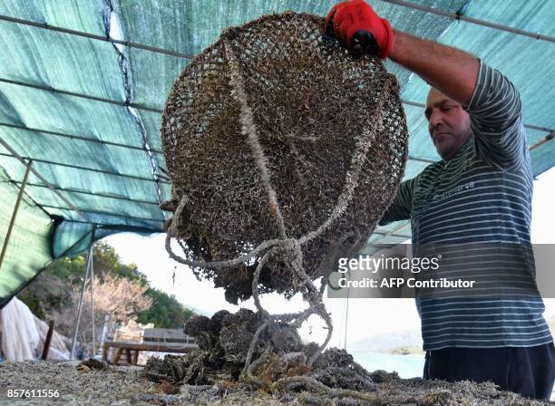 Picture taken on September 25 shows a shellfish farmer, Pero Brbora, sorting his catch near the town of Ston on the Peljesac Peninsula, southern...