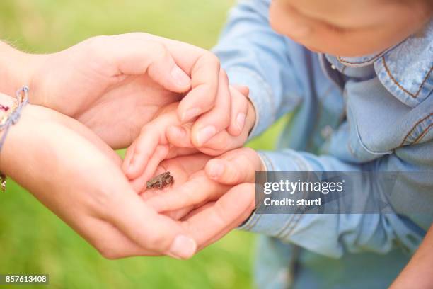 klein kind met haar moeder een kleine kikker - woman frog hand stockfoto's en -beelden