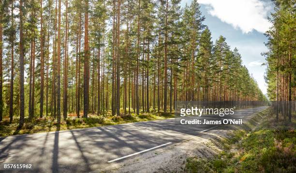 straight road through forest - zweden stock pictures, royalty-free photos & images