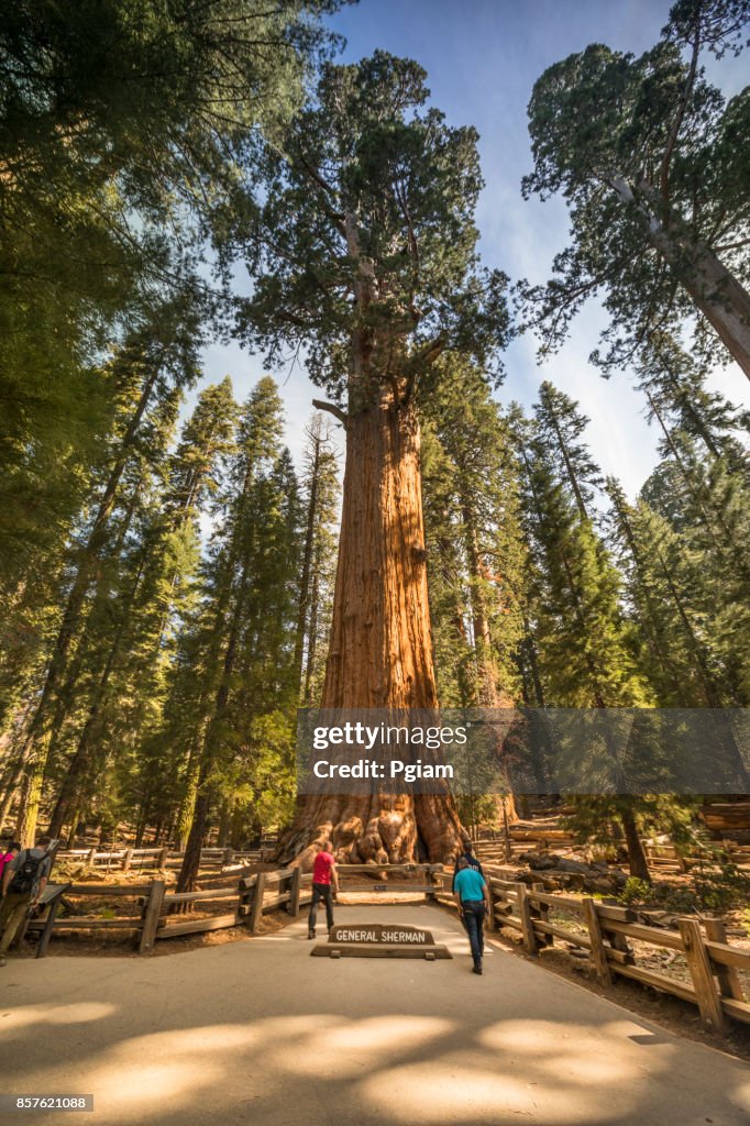 Árboles gigantes en Parque Nacional Sequoia, California USA