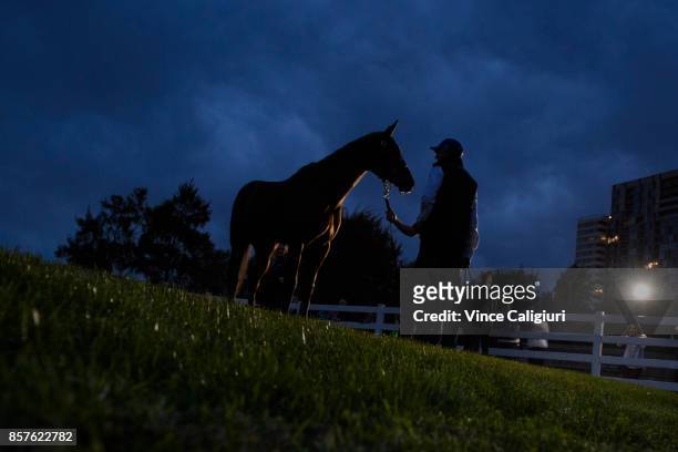 Winx parades for the media after a Trackwork Session at Flemington Racecourse on October 5, 2017 in Melbourne, Australia.