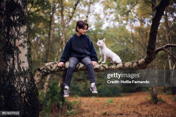 child on an autumn dog walk - kinder wald herbst äste natürlich stock-fotos und bilder