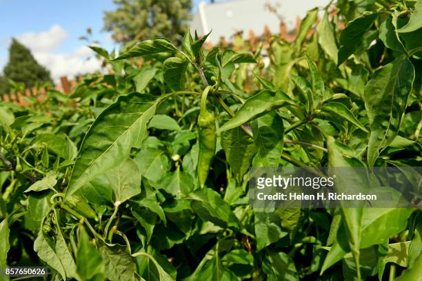 DDENVER, CO - SEPTEMBER 28 - Peppers grows at the Urban Farm at the United Methodist Church-Montbello on September 28, 2017 in Denver, Colorado....