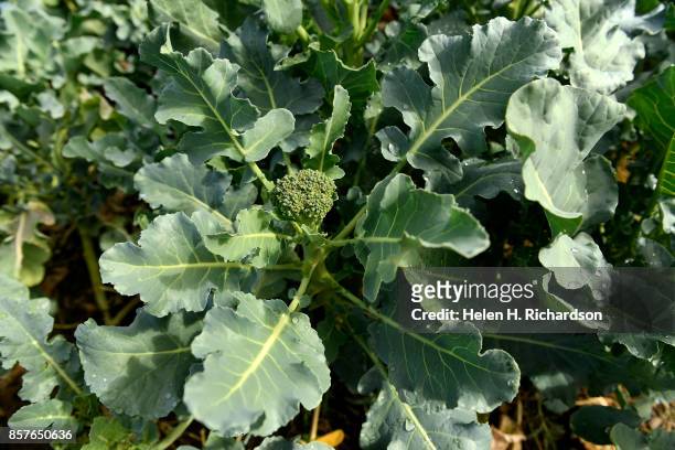 DDENVER, CO - SEPTEMBER 28 - Broccoli grows at the Urban Farm at the United Methodist Church-Montbello on September 28, 2017 in Denver, Colorado....