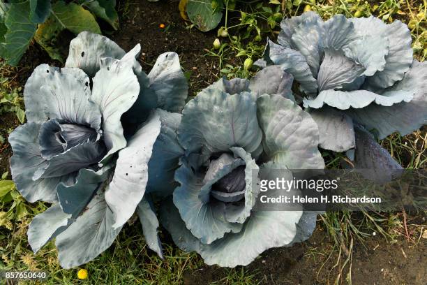 DDENVER, CO - SEPTEMBER 28 - Large cabbages grows at the Urban Farm at the United Methodist Church-Montbello on September 28, 2017 in Denver,...