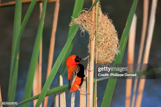 southern red bishop (euplectes orix) building nest in the wild - euplectes orix stock pictures, royalty-free photos & images