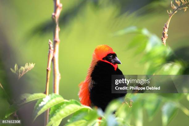 southern red bishop (euplectes orix) in the wild - euplectes orix stock pictures, royalty-free photos & images