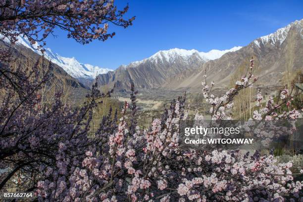 blossom season in pakistan - hunza valley stock-fotos und bilder