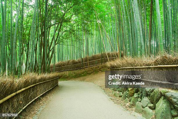 avenue of bamboo grove - akira lane ストックフォトと画像