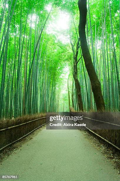 avenue of bamboo grove - akira lane stock pictures, royalty-free photos & images