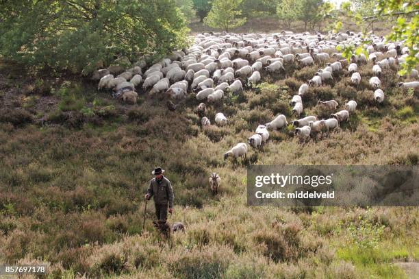 shepherd leading his herd - shepherd sheep stock pictures, royalty-free photos & images