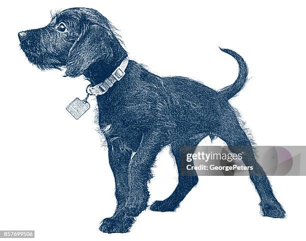 cute puppy waiting to be adopted. miniature schnauzer, mixed-breed dog. - schnauzer stock illustrations