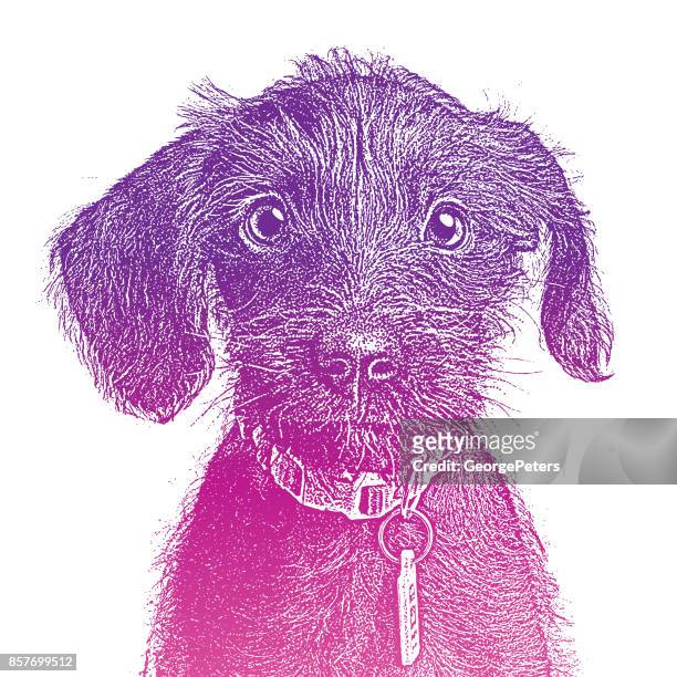 cute puppy waiting to be adopted. miniature schnauzer, mixed-breed dog. - black sheep mammal stock illustrations