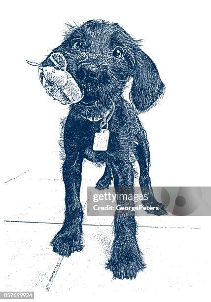cute puppy waiting to be adopted. miniature schnauzer, mixed-breed dog. - schnauzer stock illustrations