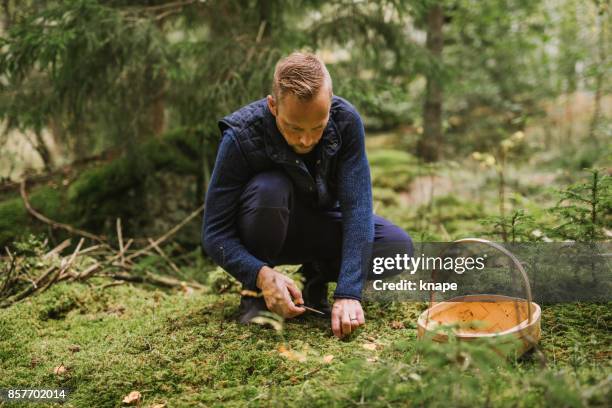 man picking mushroom in the forest chanterelle and yellowfoot - cantharellus cibarius stock pictures, royalty-free photos & images