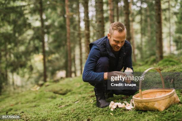man plukken van paddestoelen in het bos cantharel en yellowfoot - paddenstoel stockfoto's en -beelden