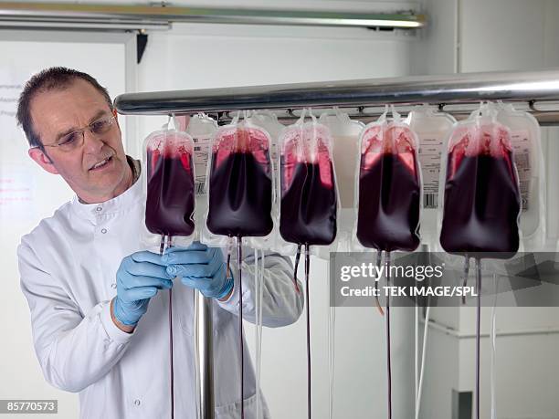 donor blood in blood bags being separated into its component parts - blood bag stock pictures, royalty-free photos & images