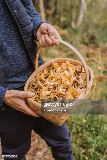 man picking mushroom in the forest chanterelle and yellowfoot in full basket - cantharellus tubaeformis stock pictures, royalty-free photos & images