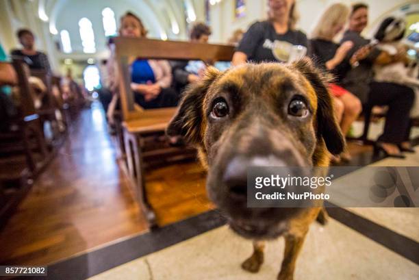 Parishioners accompanied by their pets attend a mass on the occasion of St. Francis of Assisi Day, in Sao Paulo, Brazil, 04 October 2017. St. Francis...