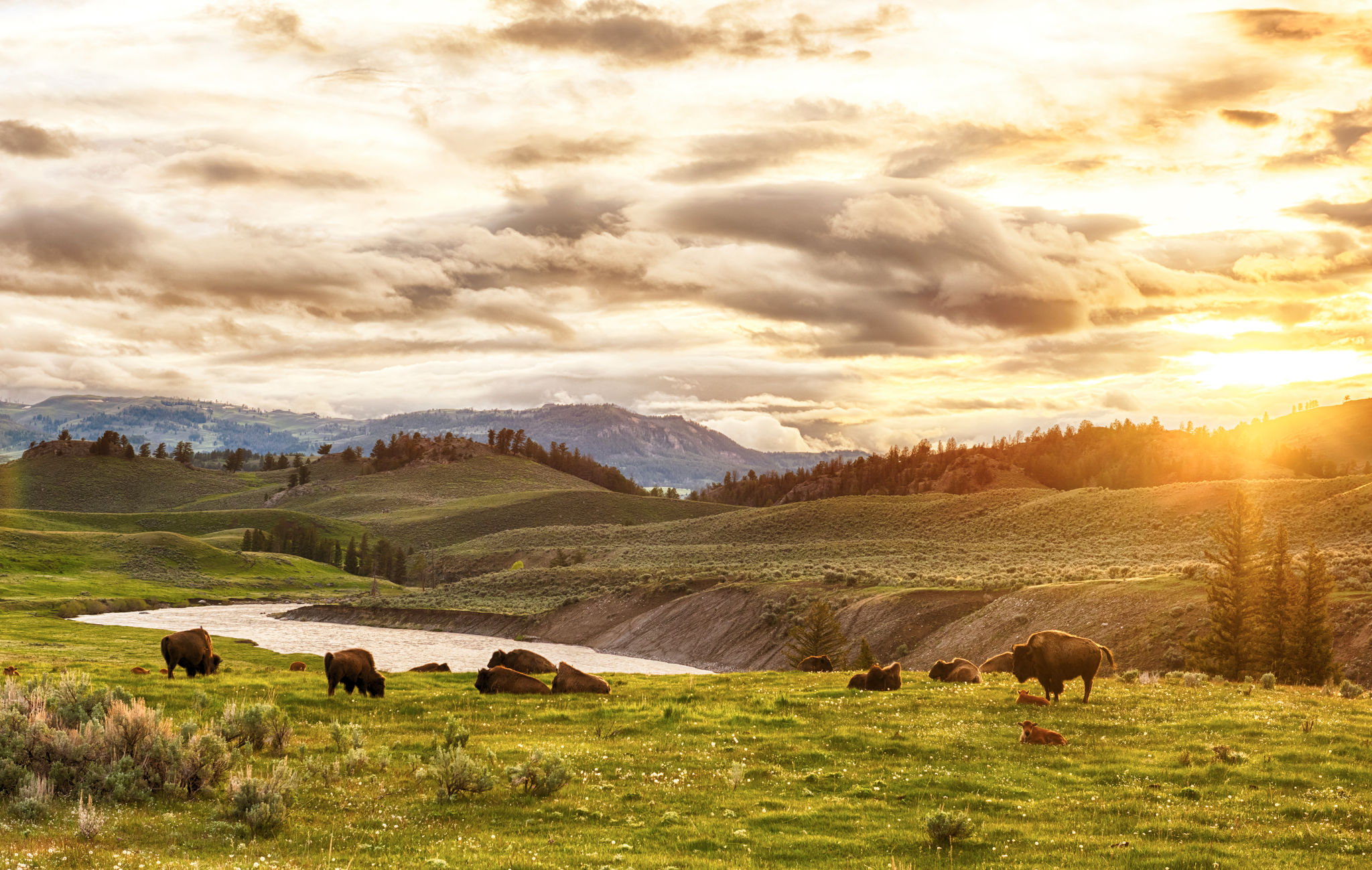 yellowstone landscape