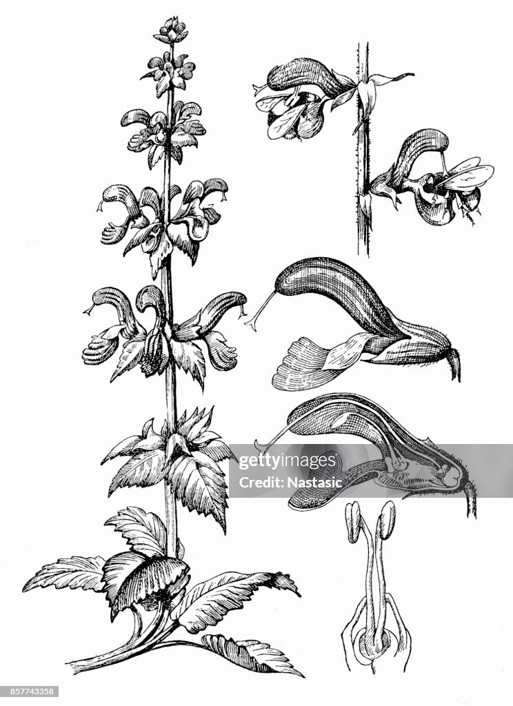 Salvia officinalis (sage, also called garden sage, common sage, or culinary sage)