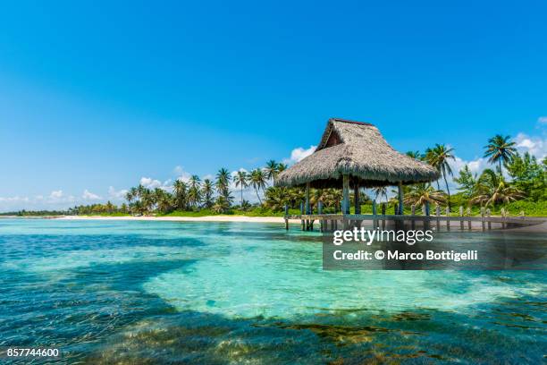 thatched beach hut in punta cana, dominican republic. - karibien bildbanksfoton och bilder