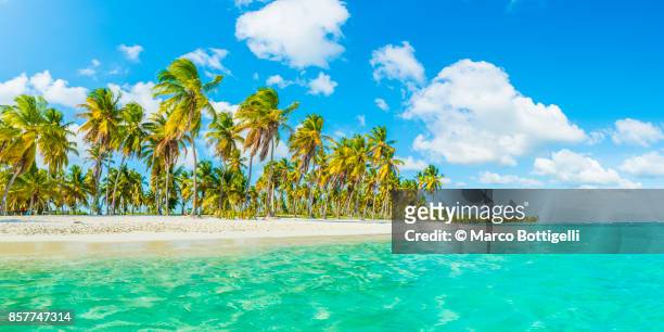 idyllic tropical beach on the caribbean sea. - paesaggio spettacolare foto e immagini stock
