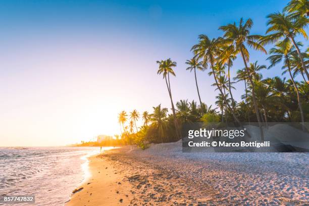 sunset on tropical beach, dominican republic. - caraïbische zee stockfoto's en -beelden