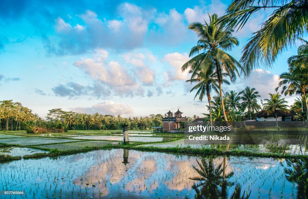 Ricefield vue de Bali, en Indonésie